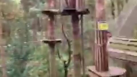 Girl gets whiplash at adventure park zip line