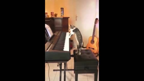 A cat Plays The Piano. Very Funny
