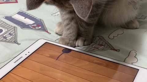 Funny cat videos