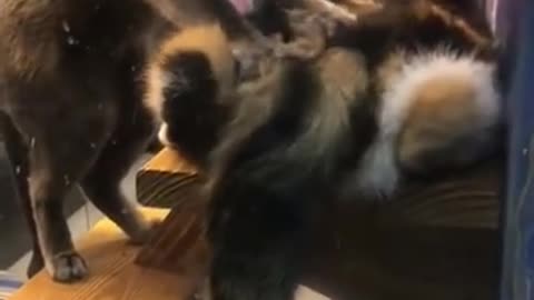 A dog massaging a dog is hilarious