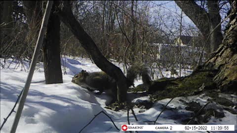 Backyard Trail Cam - Gray Squirrel Eating Snow