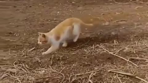 Cat Catches Bird In Mid-Air
