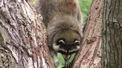 Raccoon in a Tree, Phoenix Arizona