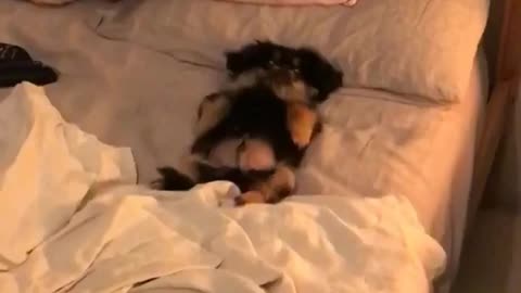 Lazy Pekingese puppy thinks he's human