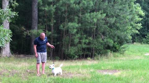 Westie Diesel l Awesome Transformation l Dog Training Hampton Roads