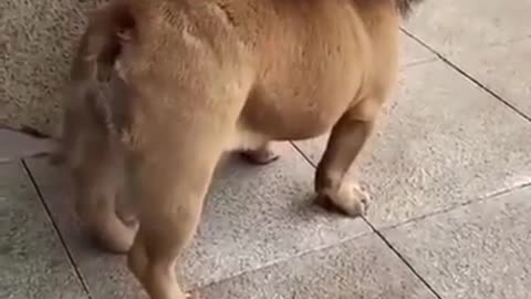 best Funny dog video