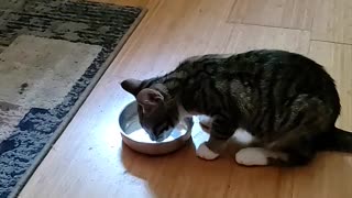 Kitten drinking ( enjoying) milk