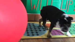 Indiana the Bulldog is Afraid of Balloons