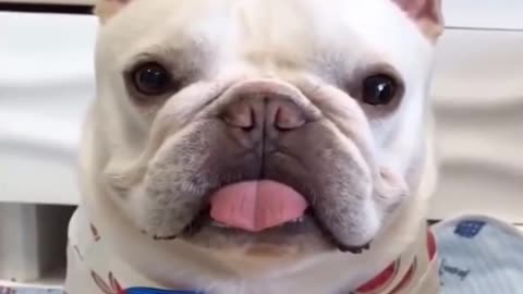 🤣 Try Not To Laugh Funny Pets 🤣 Funny Pet Videos Honest Video #Shorts