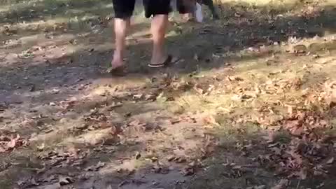 Dog holding onto stick while owner swings him around