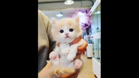 CUTEST CATS - Funny and Cute Cat Videos Compilationn 2021