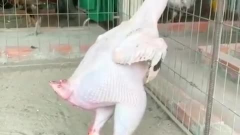 AN HEN SKINNED ALIVE TOTAL WICKEDNESS
