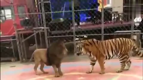 Lion vs Tiger: Who is the Real King?