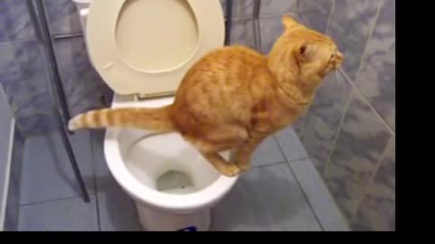 cat shitting on the toilet ....