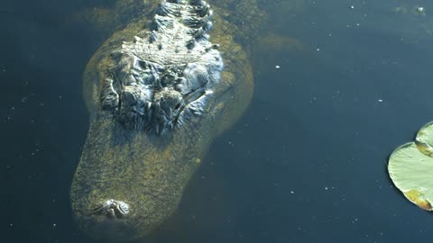 alligator floating in the water