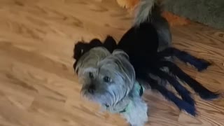 Spider dog