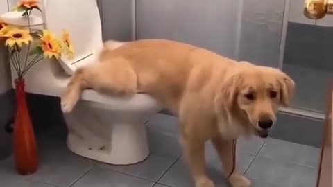 My dogi using bathroom like a good boy