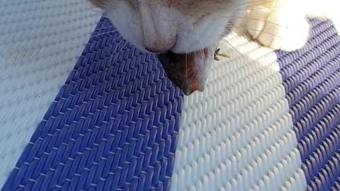 cat eating fish head