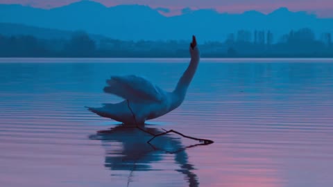 A wonderful swan standing in the ocean looking at some of the most beautiful life