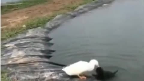 pato salvando cachorro