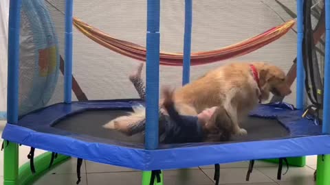Best friends are playing together in a trampoline