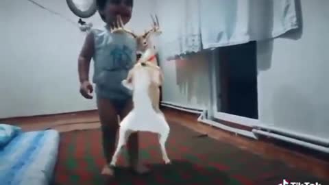 My son dances with the deer