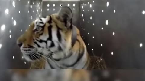 Tigress Amur rescued and released on World Tiger Day