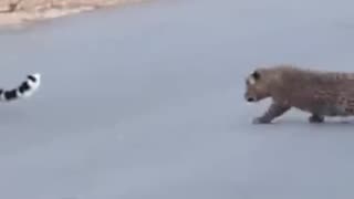 Leopard teaches cubs how to cross the road 😍