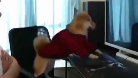 Dog Playing game in Laptop much funny Try not to laugh