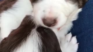 Newborn border collie puppies play