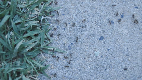 Ants on the Pavement - Footage By peakring.com