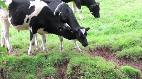 cows licking each other/ cows for kids