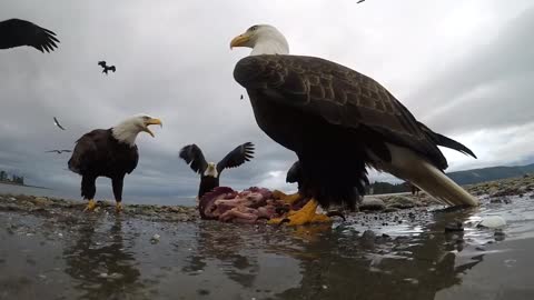 Eagle Snags Camera And Soars Away With It