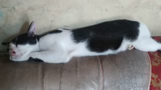 Kucing (cat) pemalas