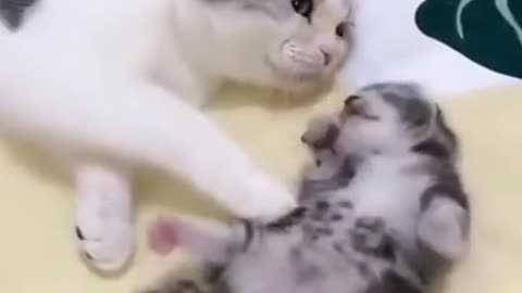 Kitten having a nightmare, mother cat's response