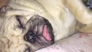 White pug sleeping and growling while laying down