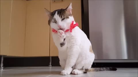 Cute cat takes its beauty bath