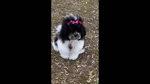 Cutest Baby animals 2023 cute Cats and Dogs Part 4