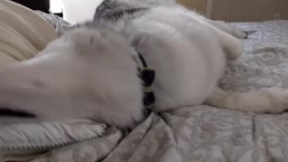 Husky agrees to nap with owner