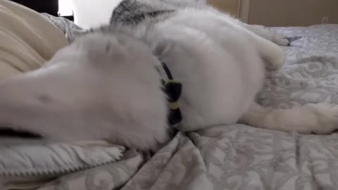 Husky agrees to nap with owner