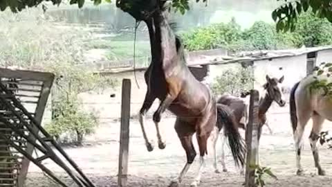 Nervous horse
