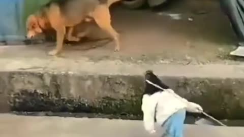 Dogs security guard || Funny guard