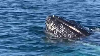 Whale and newborn calf swim right under boat