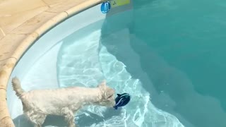 Courageous Westie's First Dip In The Pool