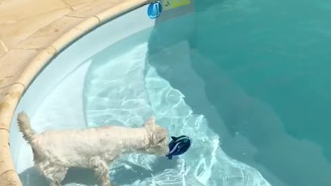 Courageous Westie's First Dip In The Pool