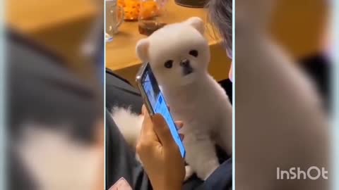 Cute dogs and best funny cute dogs videos