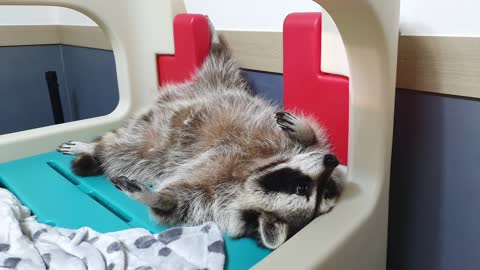 This is the most relaxed raccoon you will ever see
