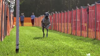 Great Dane galloping down the track