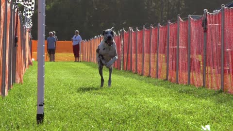 Great Dane galloping down the track