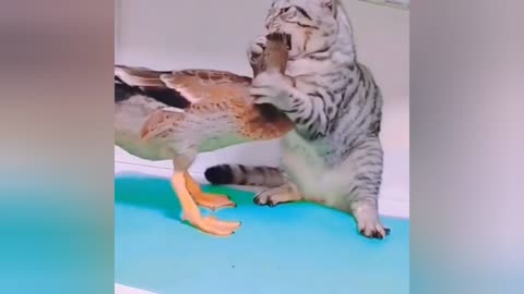 The little duck bites the cat | The cat is very angry